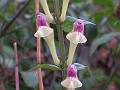 Climbing Skullcap