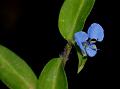 Closed-Pod Dayflower