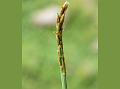 Club-Spike Sedge