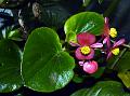 Clubed Begonia