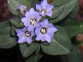 Clustered Gentian