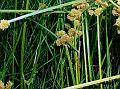 Clustered Sedge