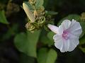 Clustered Woodrose