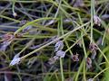 Coastal Plain Spike-Rush