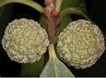 Cockspur Thorn