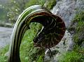 Coiled Cobra Lily