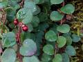 Coinwort Snowberry