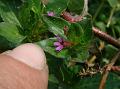 Colombian Waxweed