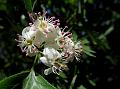 Common Hawthorn