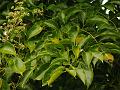 Common Ivy Palm