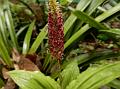 Common Snout Orchid