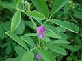 Common Tephrosia