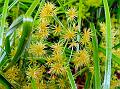 Compact Sedge