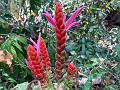 Coral Shrimp Plant