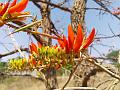 Corky Coral Tree