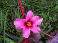 Cranberry Hibiscus