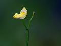 Creeping Bladderwort