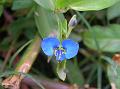 Creeping Dayflower