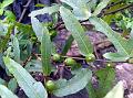 Creeping Fig