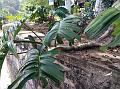 Creeping Philodendron