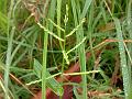 Creeping Signal Grass