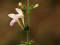 Creeping Skullcap