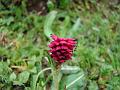 Crimson Knotweed