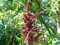 Crimson Seeded Sedge