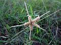 Crowfoot Grass