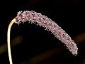 Cylindrical Bulb-Leaf Orchid