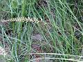 Daabh