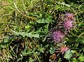 Dandelion Saw-Wort