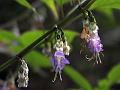 Dangling Coneflower