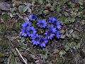 Dark Blue Gentian