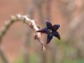 Dark Purple Caralluma
