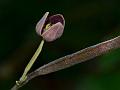 Dark-Purple Thottea