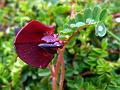 Dark-Red Milk-Vetch