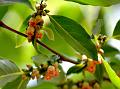 Date Plum