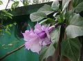 Datura Double Purple