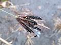 Deccan Finger Grass