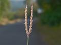 Deccan Muraina Grass