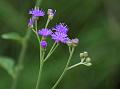 Deccan Vernonia