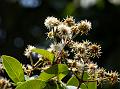 Deccan Waterberry