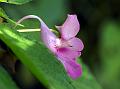 Deceptive Balsam