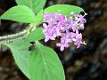 Deceptive Starviolet