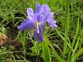 Decorated Iris