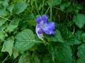 Deep-Blue Curved Bells