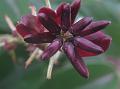 Deep-Purple Indigo