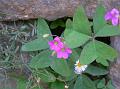 Dehradun Wood Sorrel