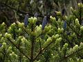 Delavay Fir